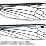 Helius (Helius) longirostris : wing