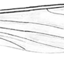 Helius (Helius) longirostris : wing
