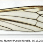 Helius (Helius) longirostris : wing