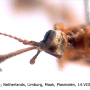 Helius (Helius) pallirostris : body part(s) - head and thorax