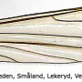 Helius (Helius) pallirostris : wing