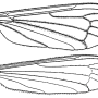 Hexatoma (Hexatoma) fuscipennis : wing