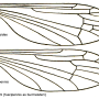 Hexatoma (Hexatoma) fuscipennis : wing