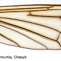 Hexatoma (Hexatoma) fuscipennis : wing