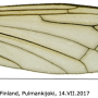 Hexatoma (Hexatoma) fuscipennis : wing