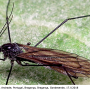 Hexatoma (Hexatoma) nigra : habitus - male