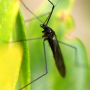 Hexatoma (Hexatoma) nigra : habitus - male