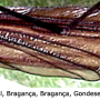 Hexatoma (Hexatoma) nigra : wing