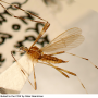 Hovamyia armillata : habitus - female