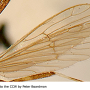 Hovamyia armillata : wing