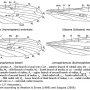 Hoverioptera (Hoverioptera) ambricola : wing