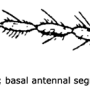 Idiocera (Idiocera) alexanderiana : body part(s) - antenna