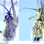Idiocera (Idiocera) alexanderiana : body part(s) - head and thorax