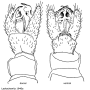 Idiocera (Idiocera) alexanderiana : hypopygium