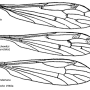 Idiocera (Idiocera) alexanderiana : wing