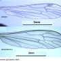 Idiocera (Idiocera) alexanderiana : wing