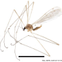 Idiocera (Idiocera) nigrilobata : habitus - male