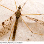 Idioptera maculata : habitus - male