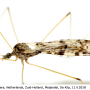 Idioptera maculata : habitus - male