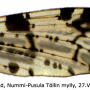 Idioptera maculata : wing