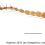 Idioptera minor : body part(s) - antenna