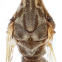 Idioptera minor : body part(s) - thorax