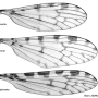 Idioptera minor : wing