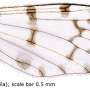 Idioptera minor : wing