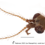 Idioptera mundata : body part(s) - head and antenna