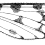 Idioptera mundata : wing
