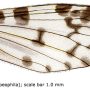 Idioptera mundata : wing