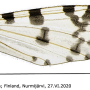 Idioptera mundata : wing