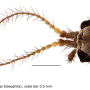 Idioptera pectinistylus : body part(s) - head and antenna