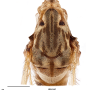 Idioptera pectinistylus : body part(s) - thorax