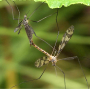 Idioptera pulchella : habitus - copula