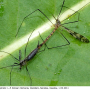 Idioptera pulchella : habitus - copula
