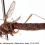 Idioptera pulchella : habitus - female