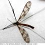 Idioptera pulchella : habitus - male