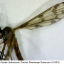 Idioptera pulchella : habitus - male