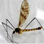 Idioptera pulchella : habitus - male