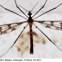 Idioptera pulchella : habitus - male