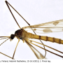 Idioptera pulchella : habitus - male