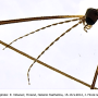 Idioptera pulchella : body part(s) - head and antenna