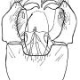 Idioptera pulchella : hypopygium