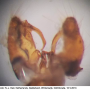 Idioptera pulchella : hypopygium