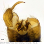 Idioptera pulchella : hypopygium