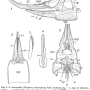 Idioptera pulchella : ovipositor