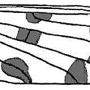 Idioptera pulchella : wing