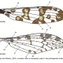 Idioptera pulchella : wing