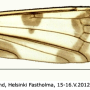 Idioptera pulchella : wing